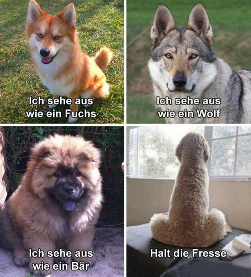 hunde1691855937482_2.jpg