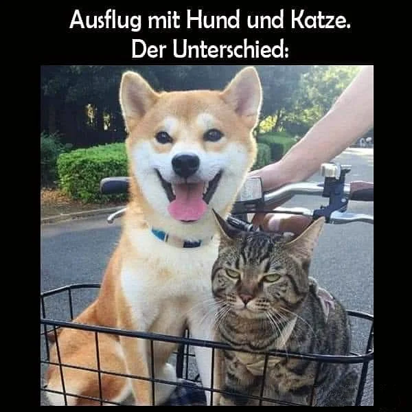 hundkatze.webp