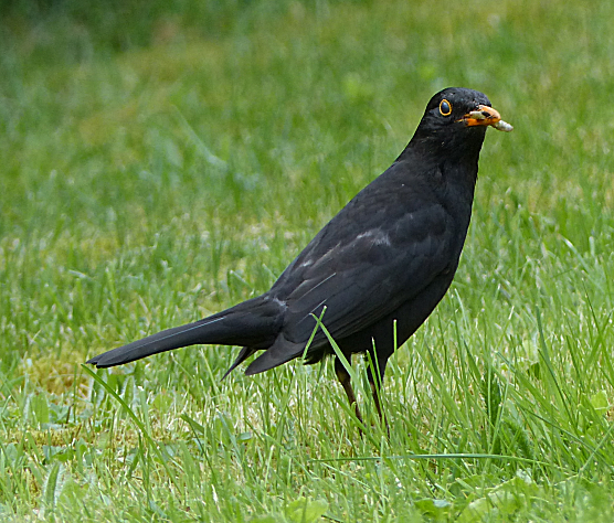 Image1.png