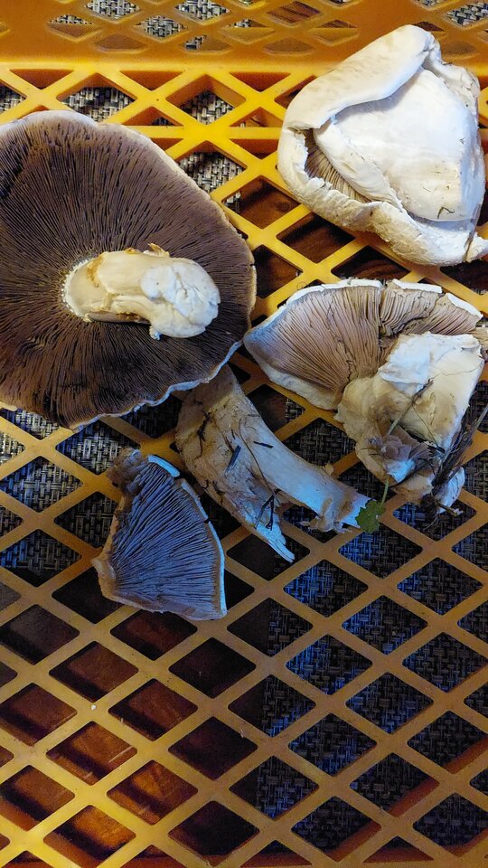 IMG-20221127-WA0001.jpeg