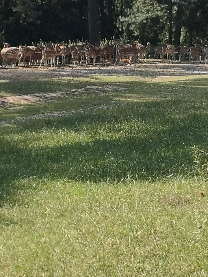 IMG_20180715_104814.jpg