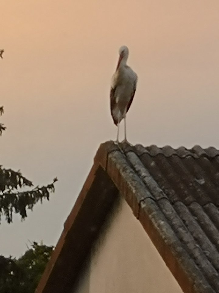 IMG_20180725_205604.jpg