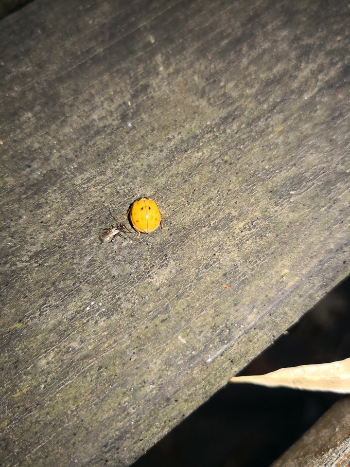 IMG_20180727_070120.jpg