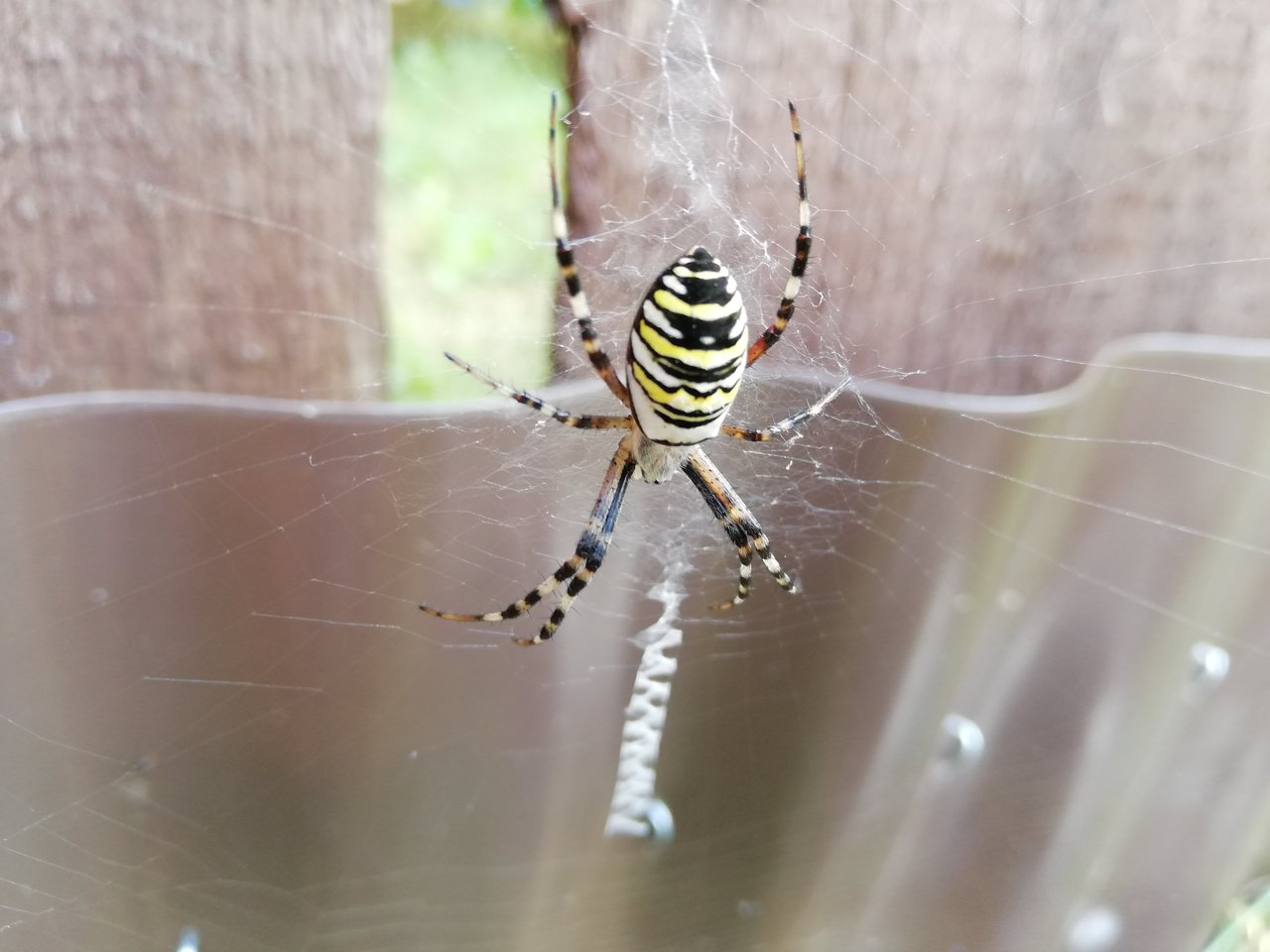 IMG_20180809_161531.jpg