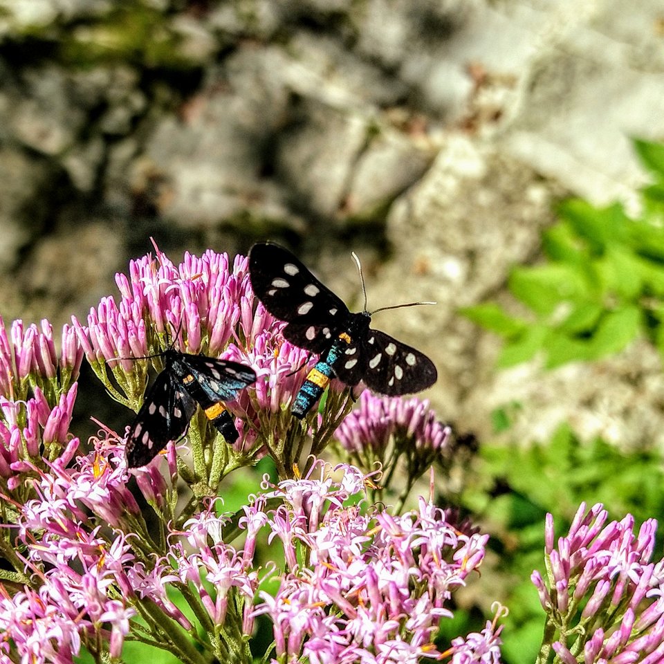 IMG_20200708_151224593_HDR.jpg
