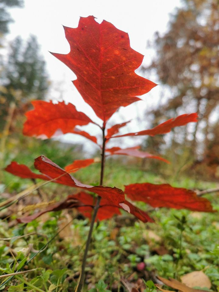 IMG_20201111_103058.jpg