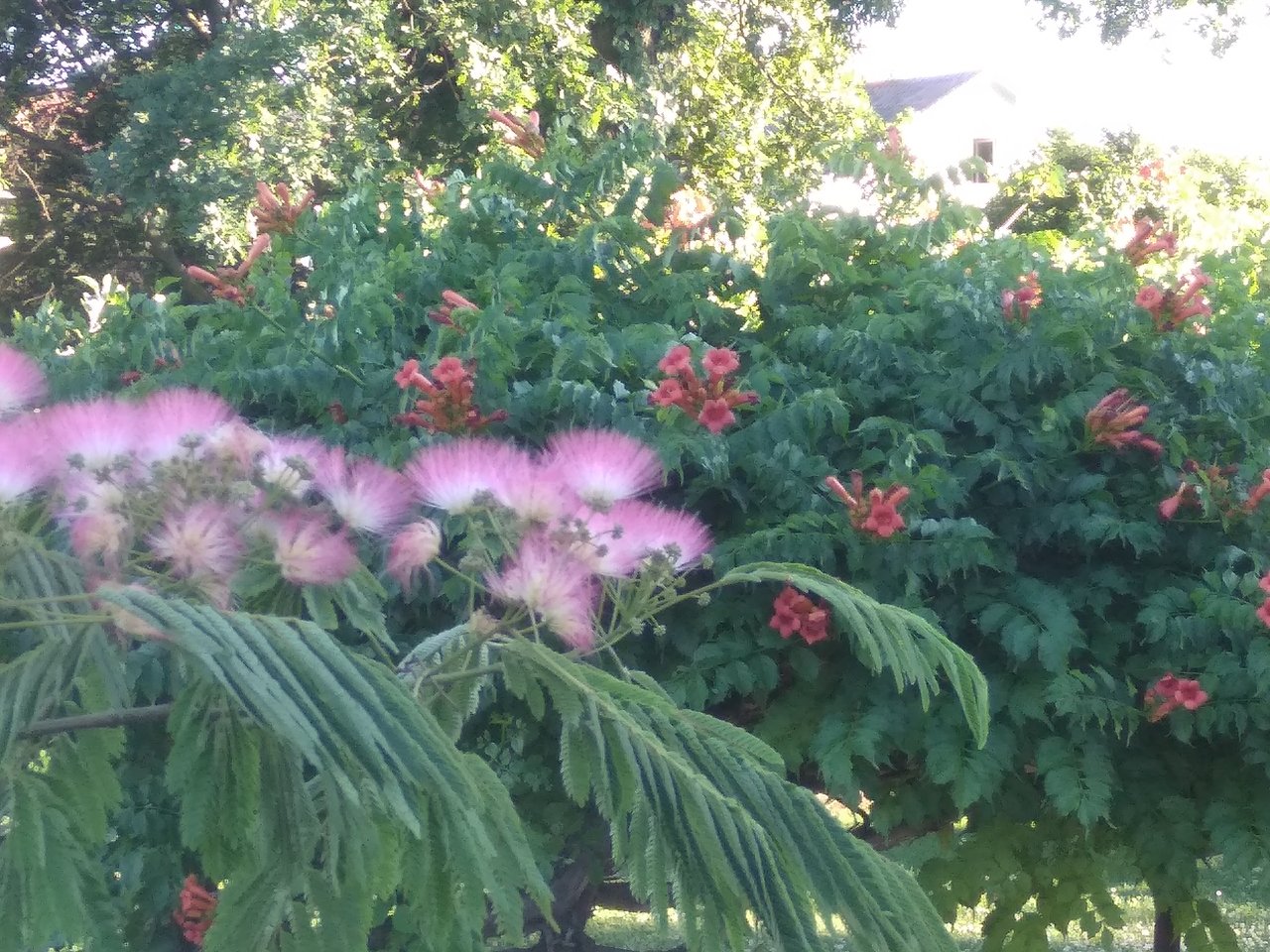 IMG_20220626_191240.jpg