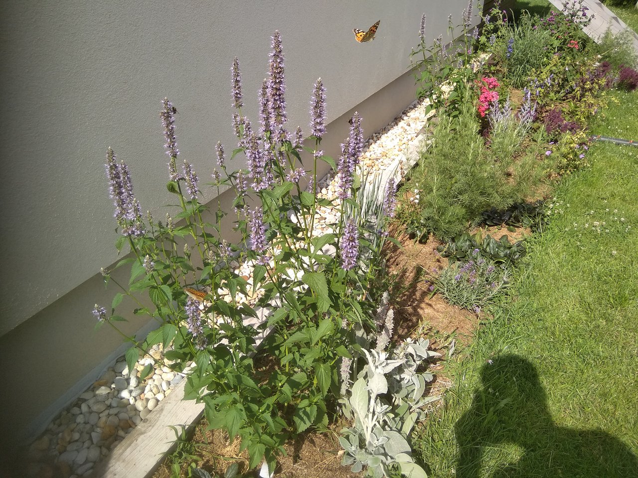 IMG_20220628_161614.jpg