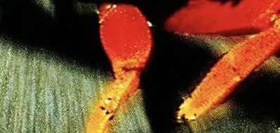 IMG_4050.jpeg