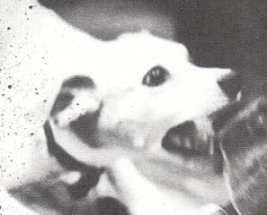 IMG_4117.jpeg