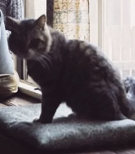 IMG_4123.jpeg