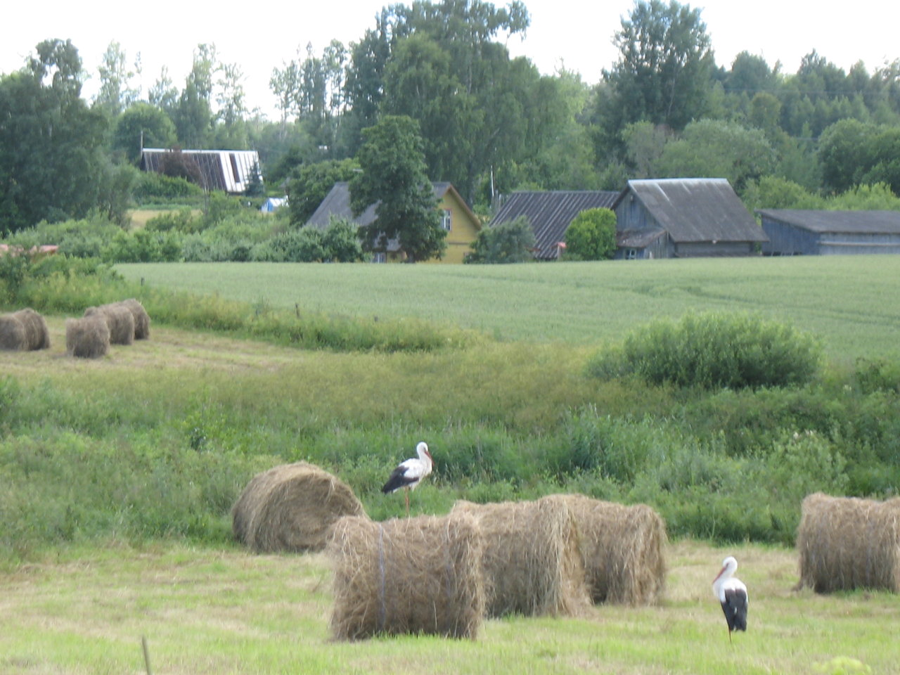 IMG_4664.JPG