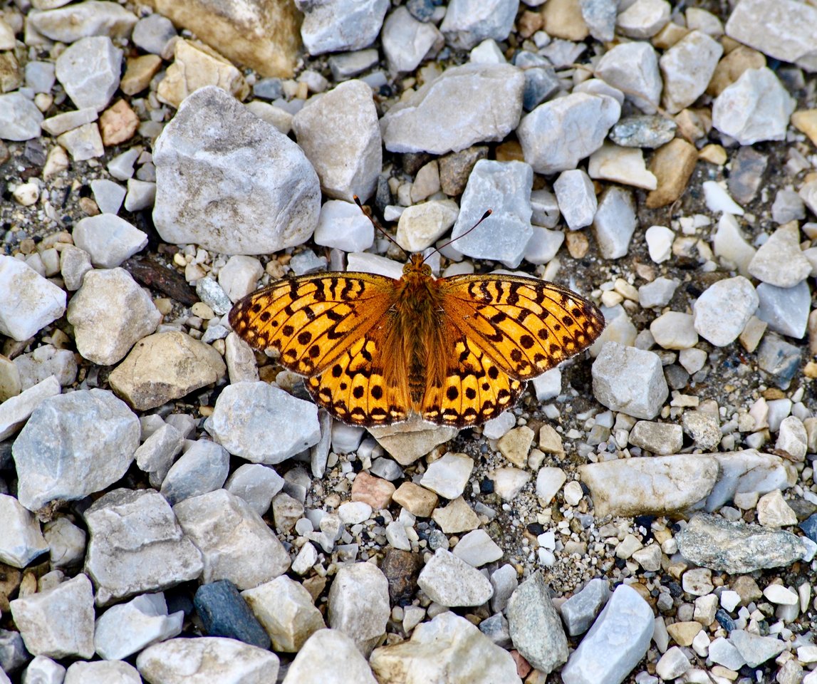 IMG_7838.jpg