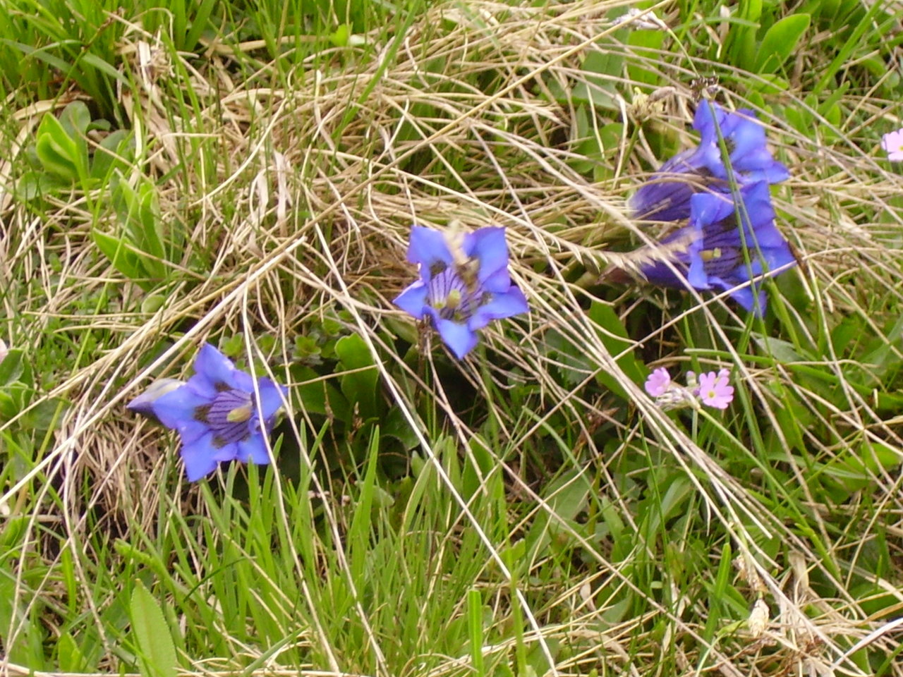 IMGP3975.JPG