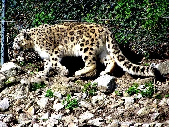 KA_Tierpark_08042018 058.webp