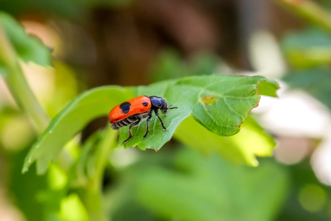 Kalrheinz on the run.webp