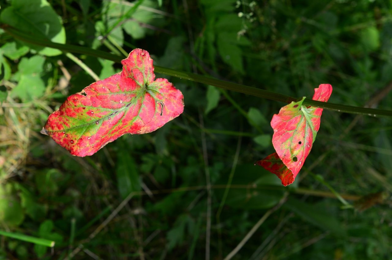 KAR_0495.JPG
