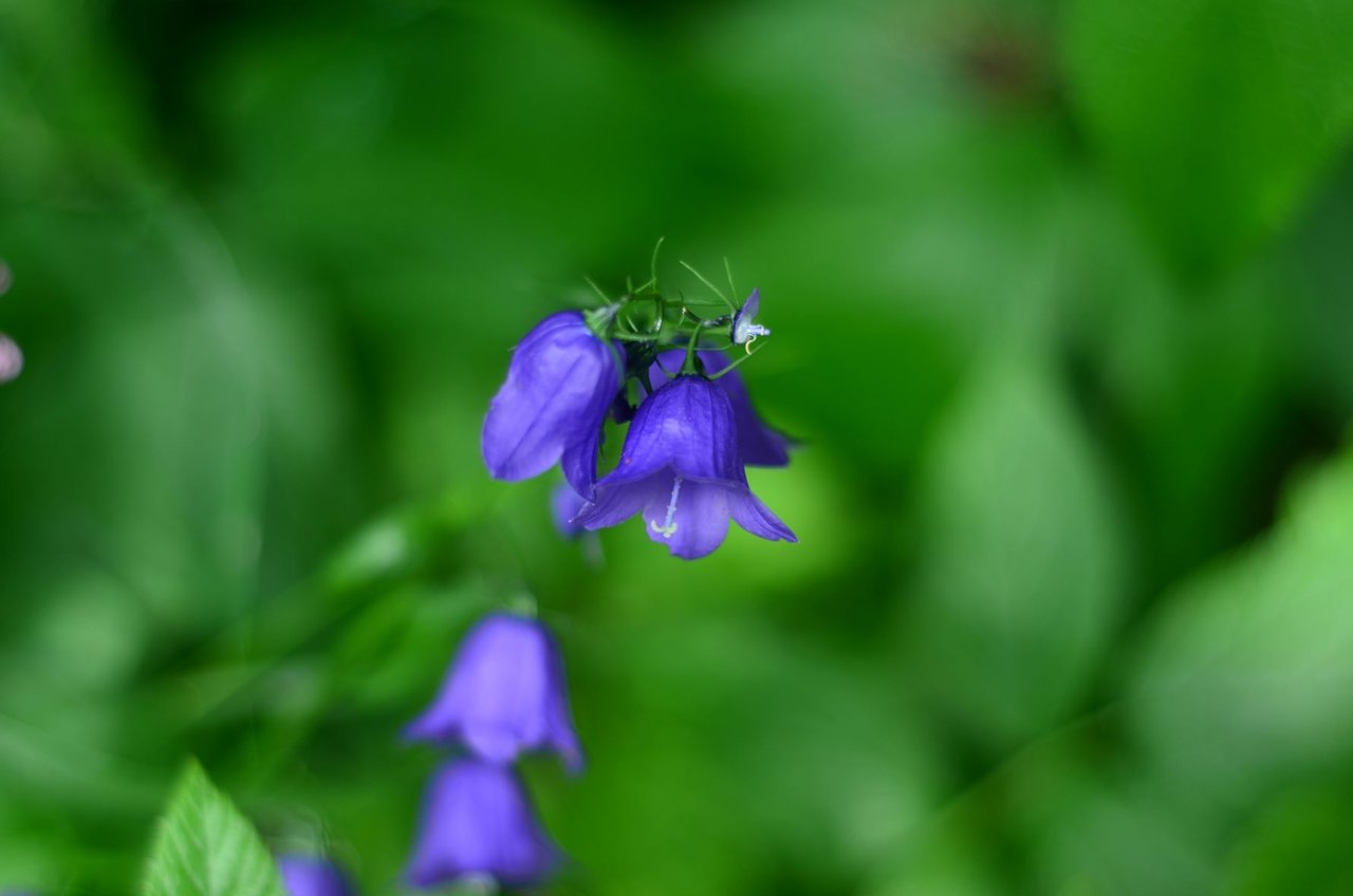 KAR_0499.JPG