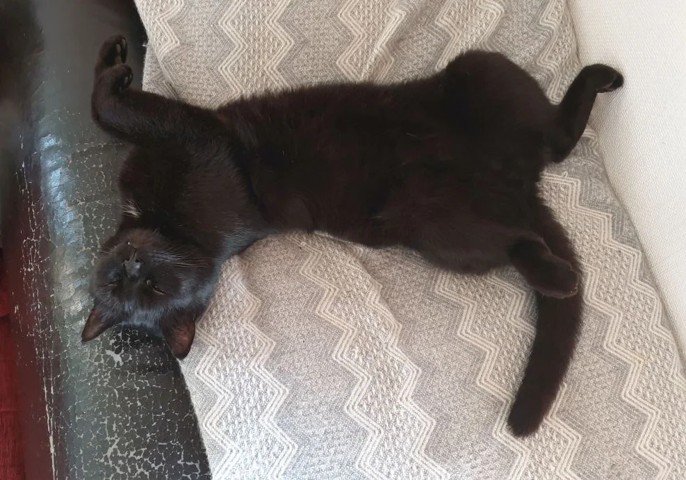 Katze.webp