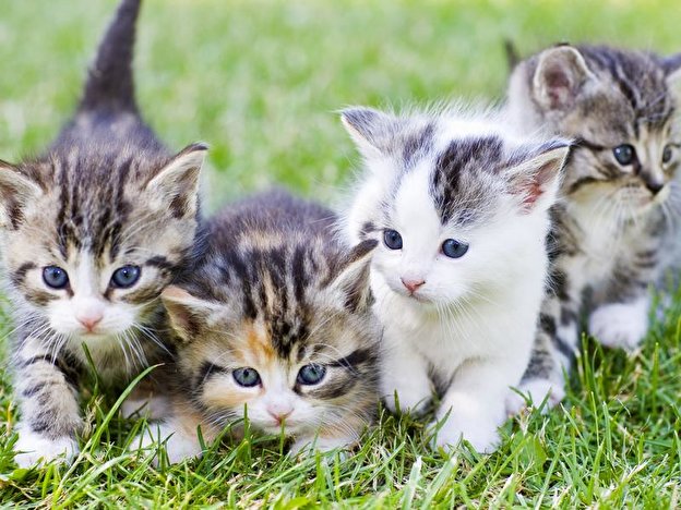 Katzenbabys_33535592.original.large-4-3-800-386-0-4062-2757.jpg