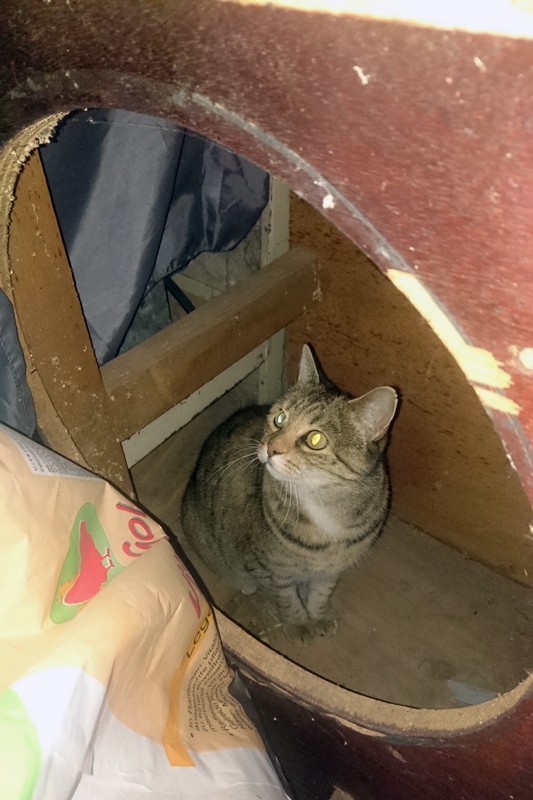 Kiki in der Zeck.jpg