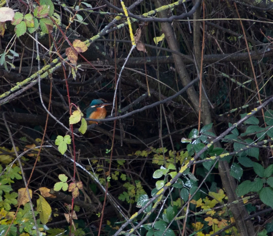 kingfisher_24112019_1.webp