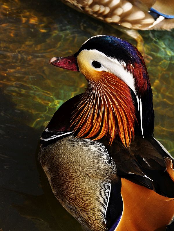 klein mandarin.jpg
