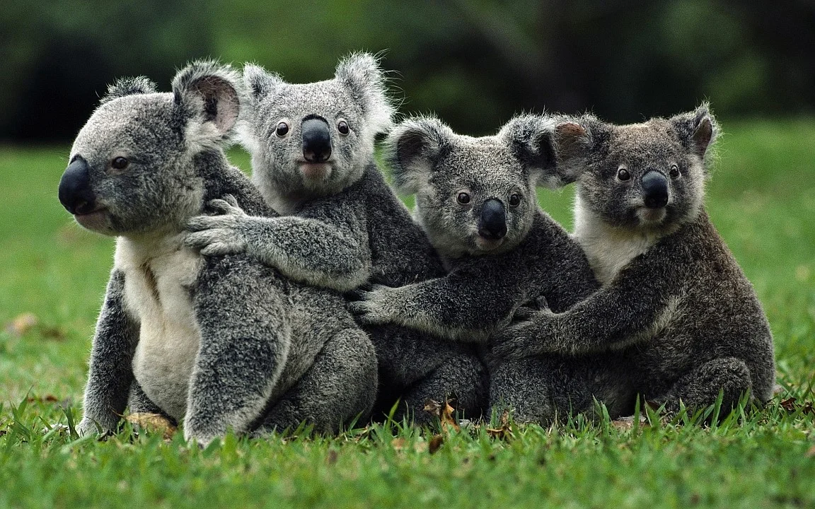 Koala gang.webp