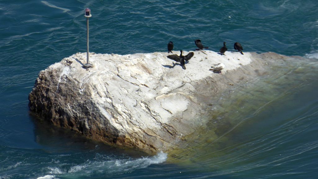 kormoran1.jpg