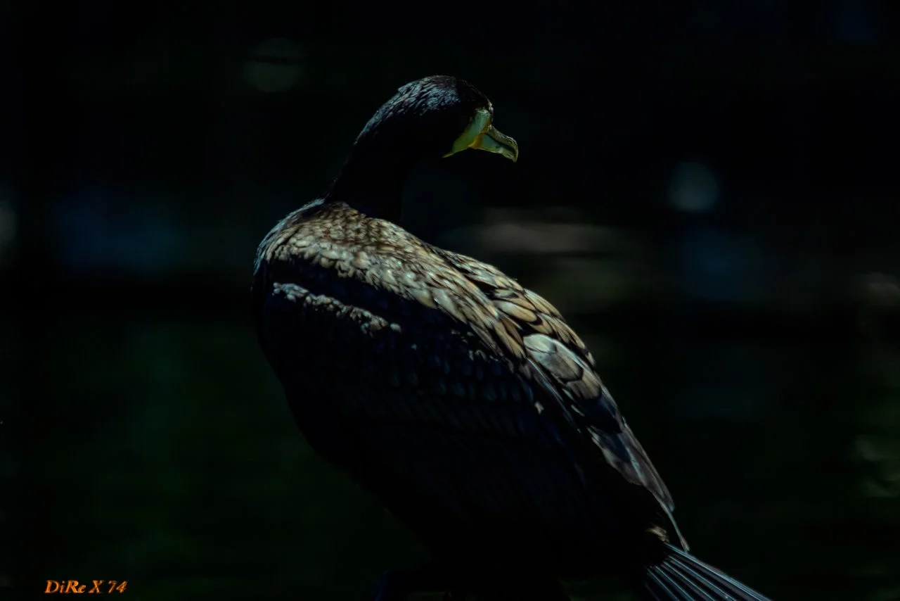 kormoran_12072019_01.webp