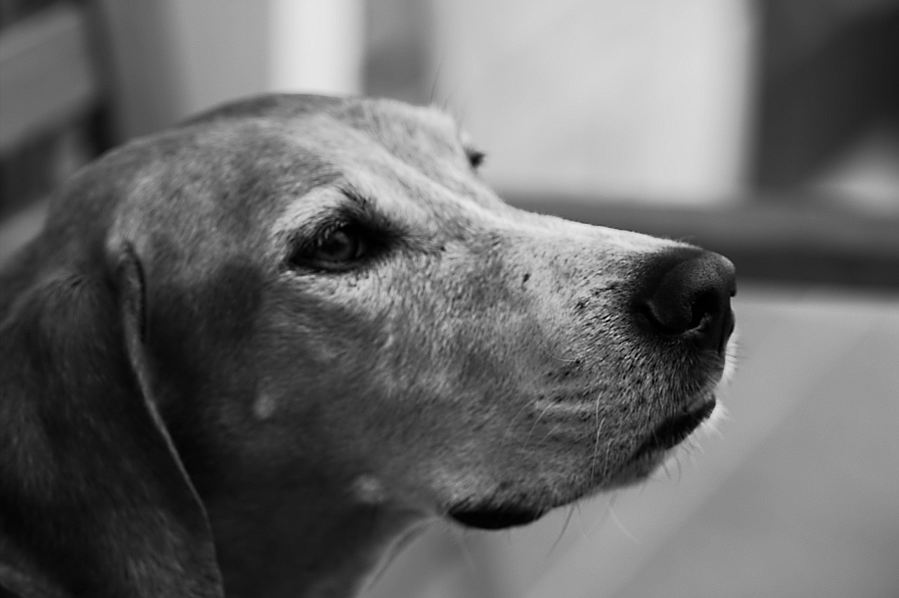 Lenny_1706218 014.jpg