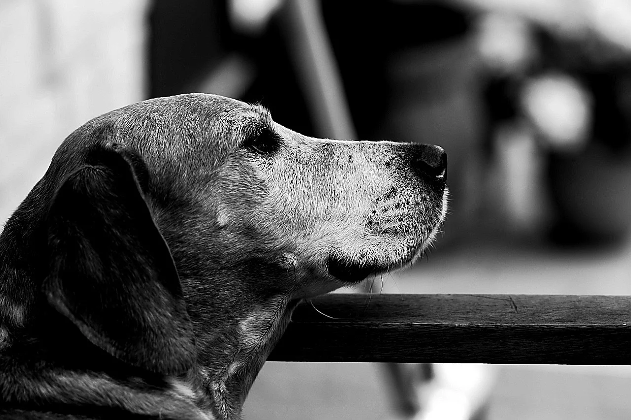 Lenny_1706218 016.webp