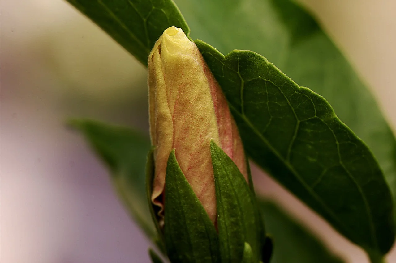 Lenny_1706218 169.webp