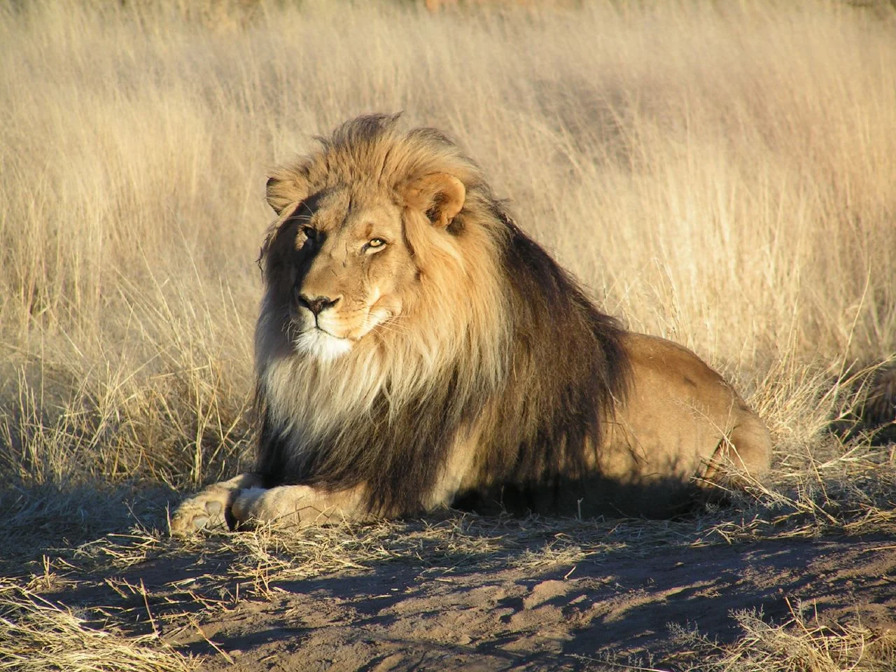 Lion waiting in Namibia.webp