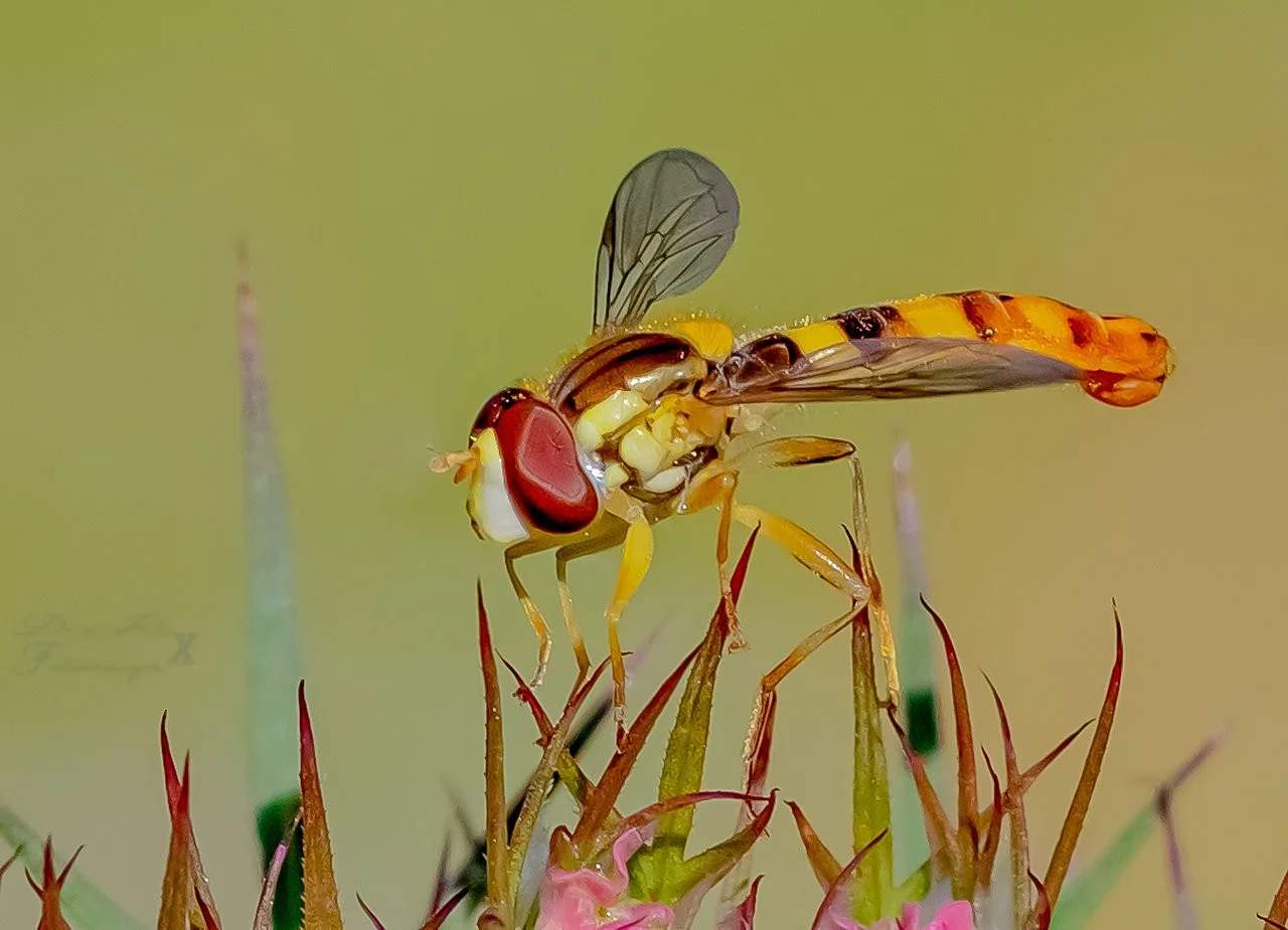 little bee_14072019.webp