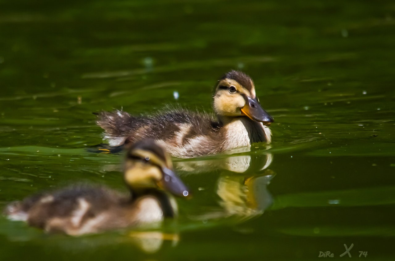 little ducks_14122019-2.jpg