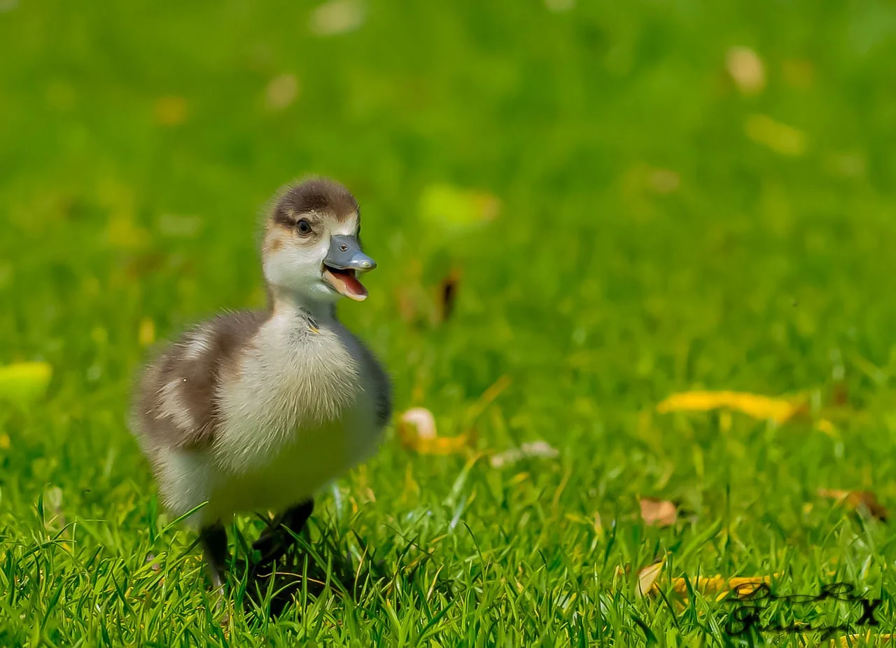 little goose_17052019-2.webp