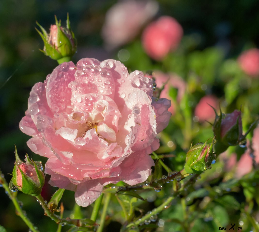 little_rose_12072020.jpg