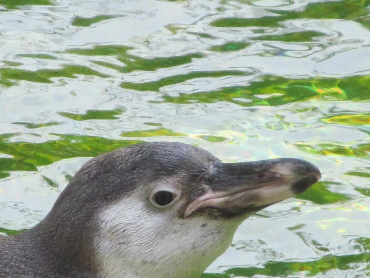 Luisenpark 10092016 012.webp