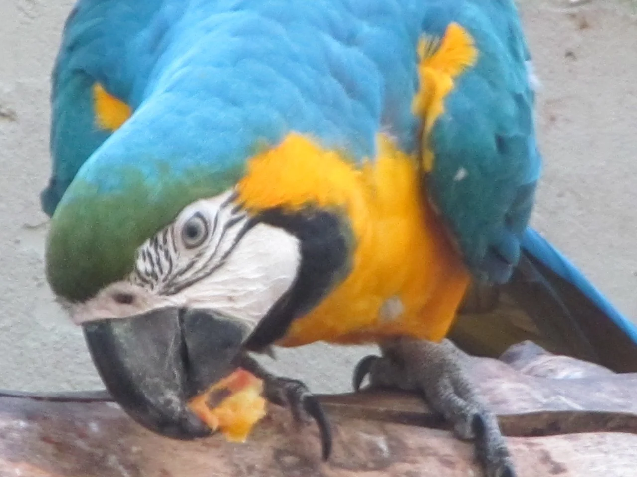 Luisenpark 10092016 016.webp