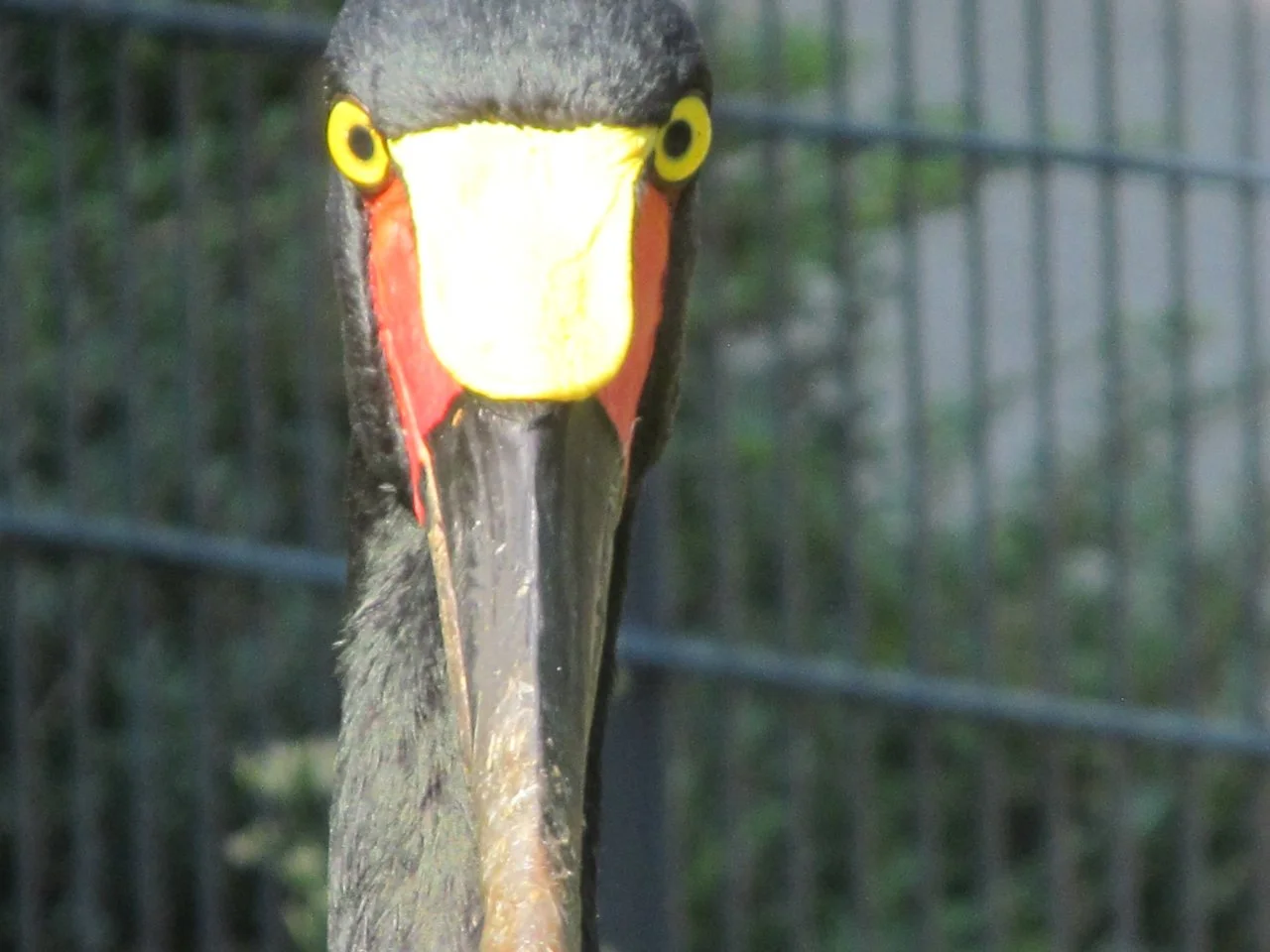 Luisenpark 10092016 023.webp