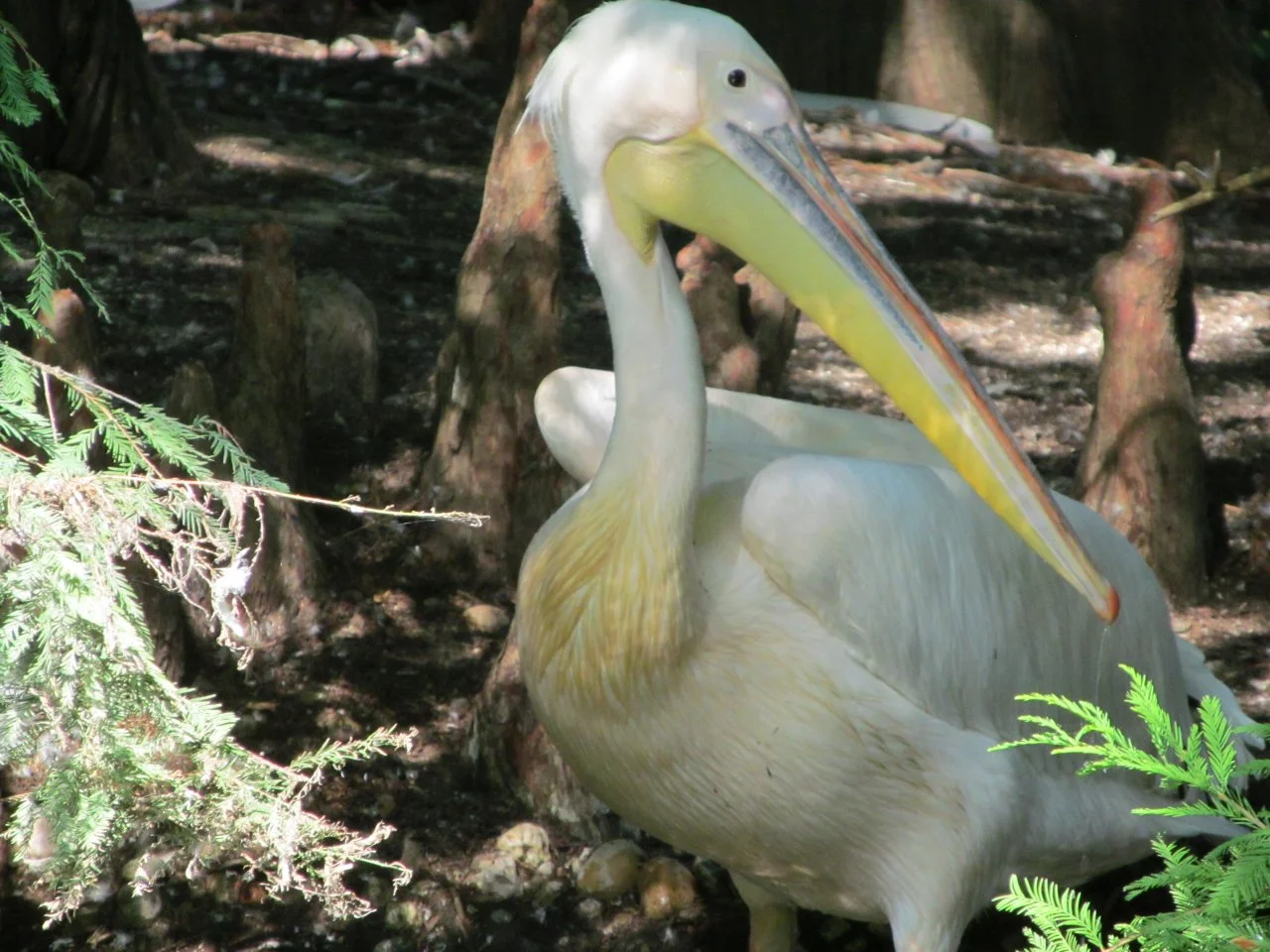 Luisenpark 10092016 032.webp