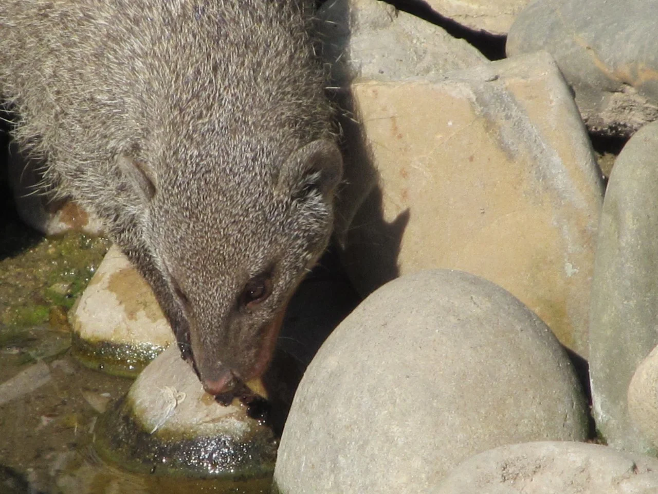 Luisenpark 10092016 036.webp