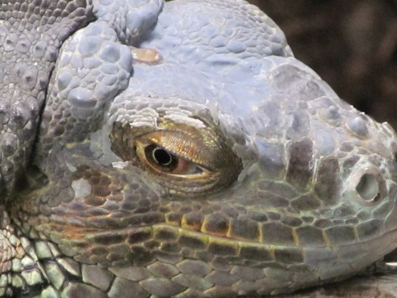 Luisenpark 10092016 040.webp