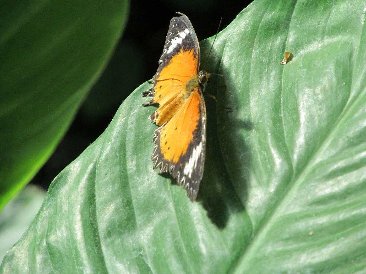 Luisenpark 10092016 047.webp