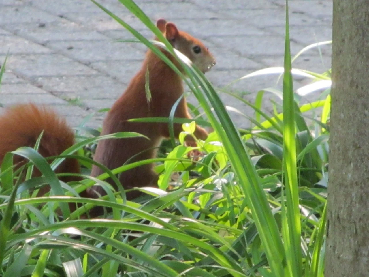 Luisenpark 10092016 060.webp