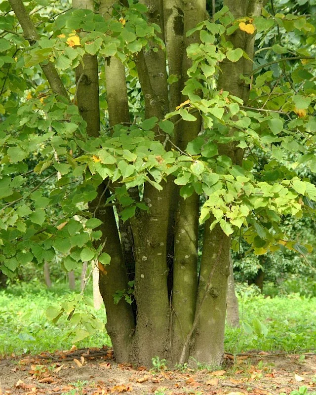medium_tilia_europaea_zwarte_linde.jpg