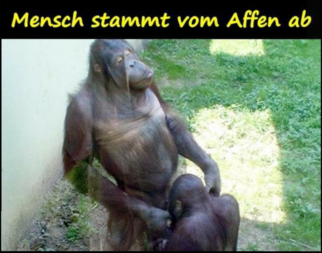 Mensch stammt vom Affen ab1122_2.jpg