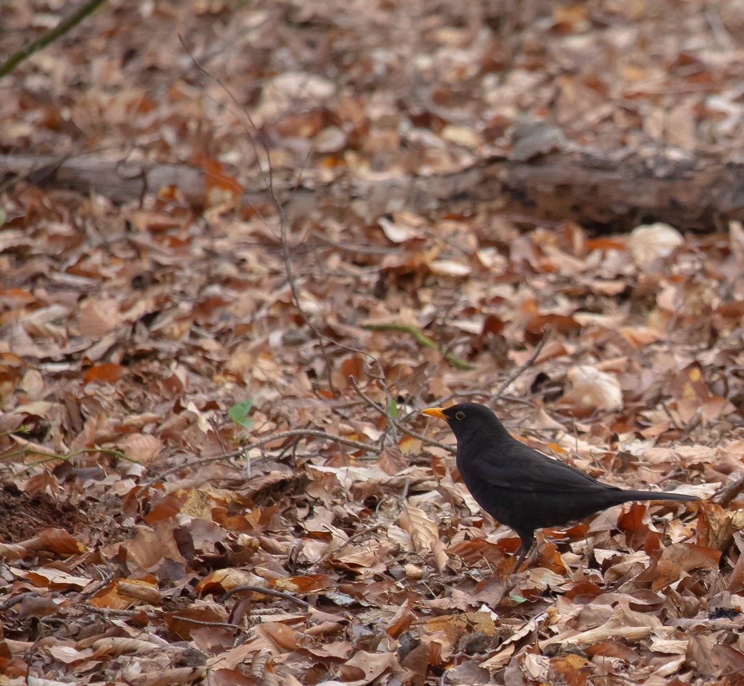 merl female_13122019-2.jpg