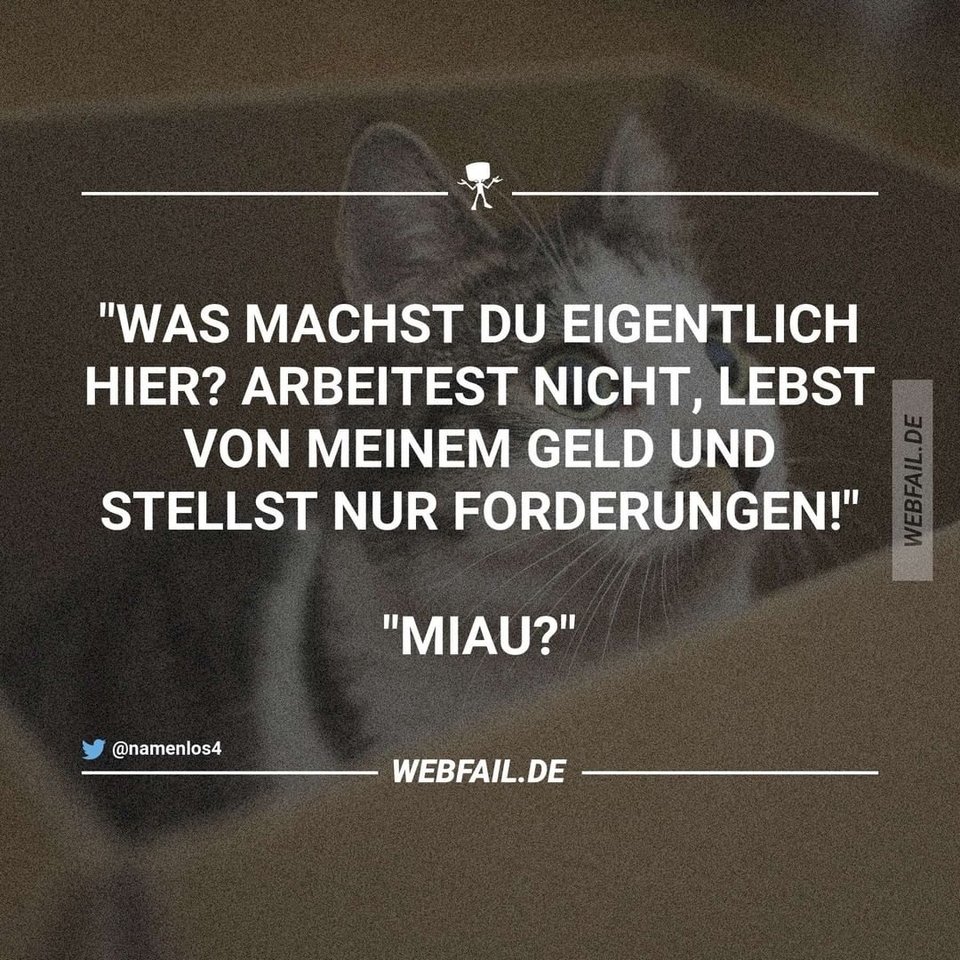 Miau.jpg